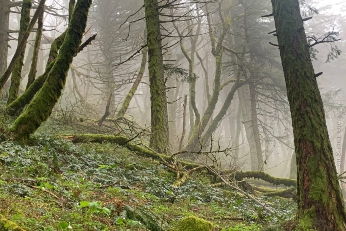 Fog or presence of low clouds and moss-covered trees on a vegetation-filled slope, some trees leaning downslope