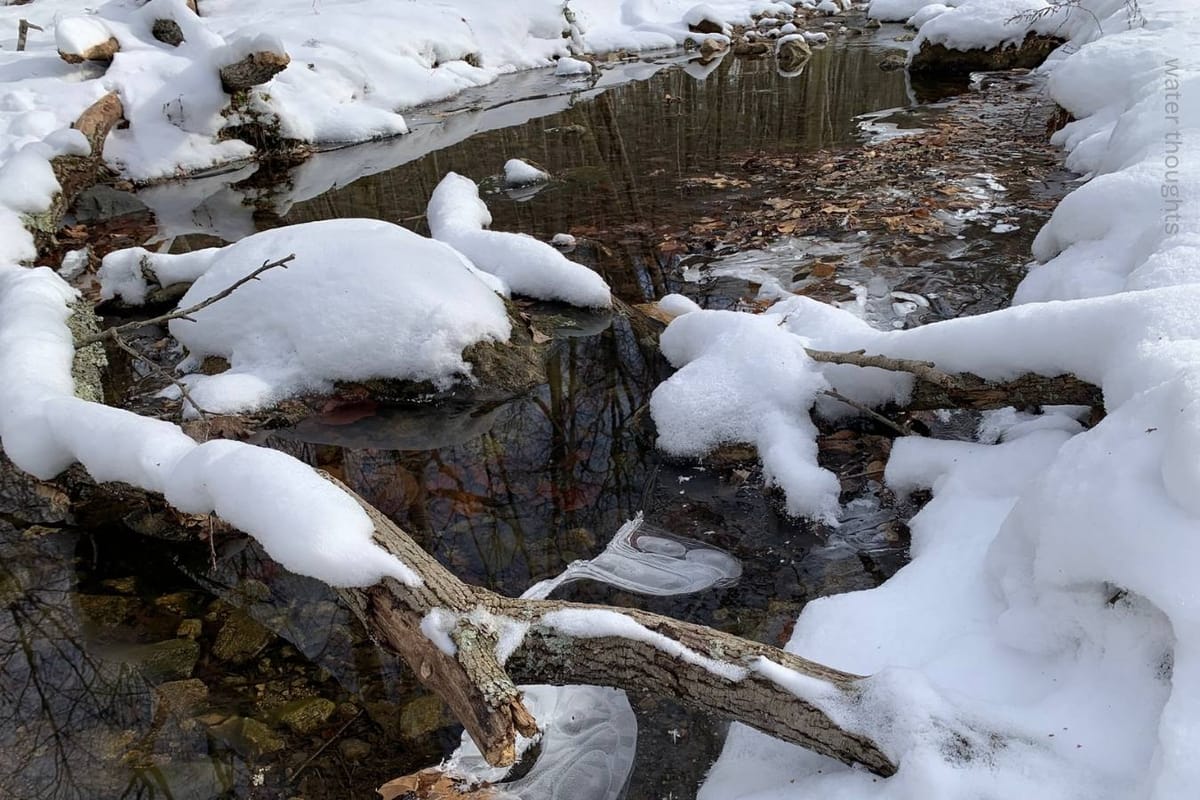 Creek with logs, ice and leaves in the water, fresh snow around it, and a reflection of trees in the water