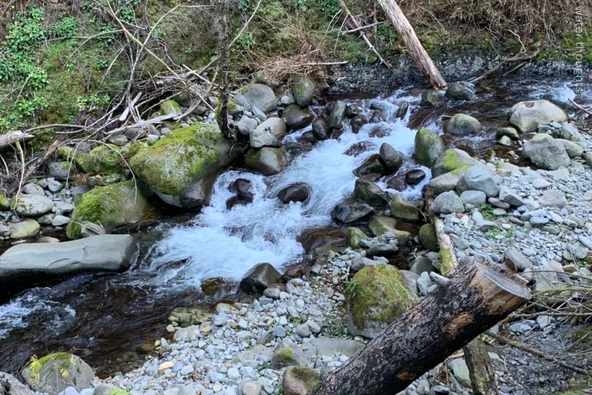 Fast-moving stream with rocks, green vegetation, photo watermark: water thoughts. 